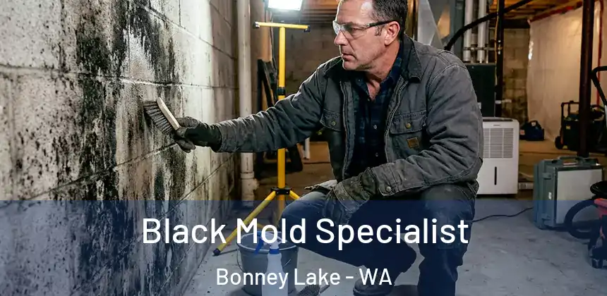  Black Mold Specialist Bonney Lake - WA