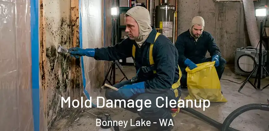  Mold Damage Cleanup Bonney Lake - WA