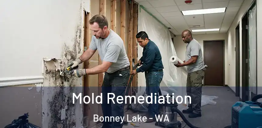Mold Remediation Bonney Lake - WA
